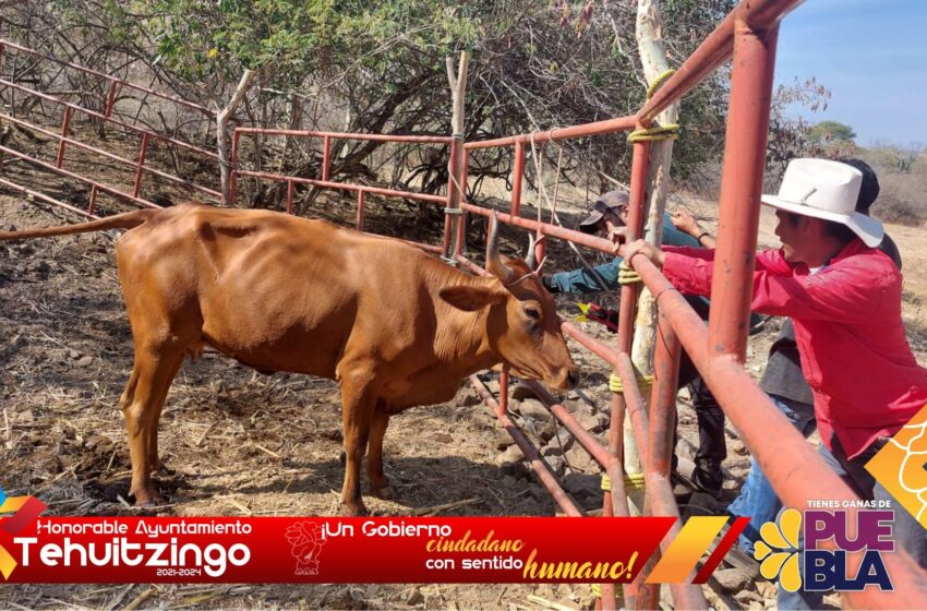 Gobierno de Tehuitzingo realizó aretamiento en ganado bovino y caprino