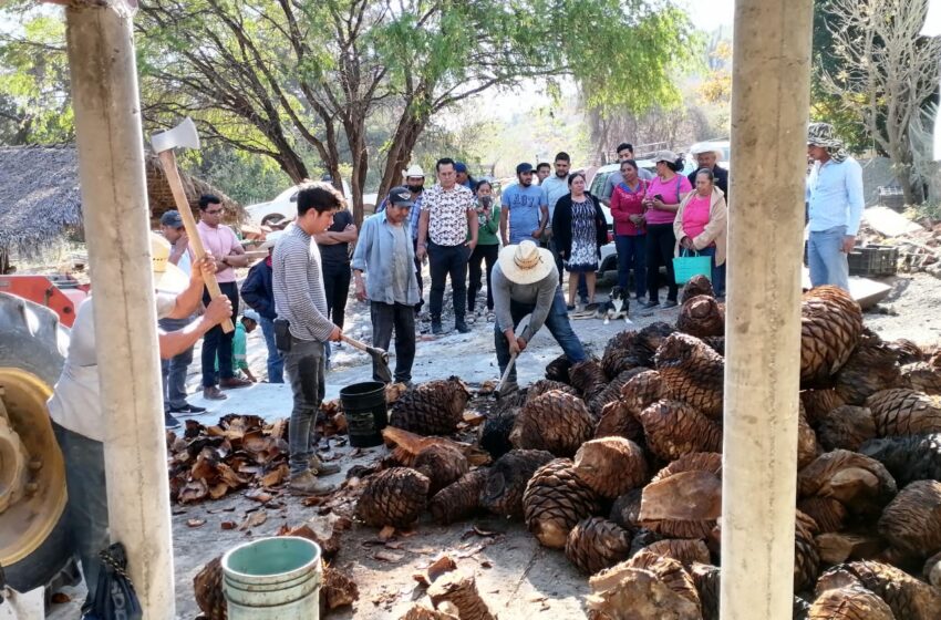 IMPULSA EL GOBIERNO DE IZÚCAR A LOS PRODUCTORES DE MEZCAL.