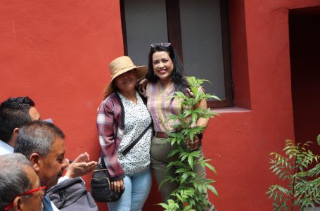 Izúcar rescata de la extinción la planta de cucharilla mixteca.