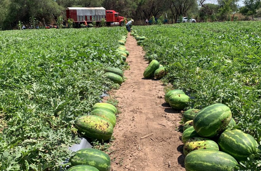 Cosecha de sandía beneficia a familias de la mixteca
