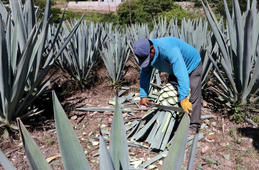 Destinan 442 MDP a producción mezcalera en la mixteca poblana
