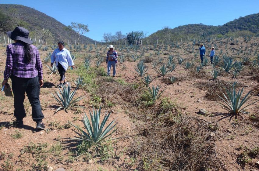 Dispone SDR 800 mdp para el campo mixteco
