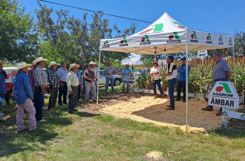 Mixteca poblana registra la mayor producción de sorgo