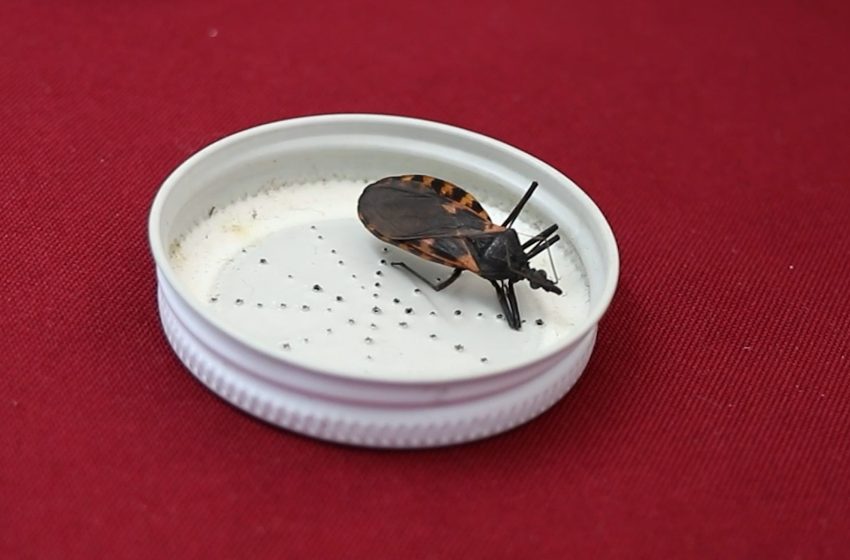 Se registran casos de Chagas en Izúcar, Acatlán y Tepexi