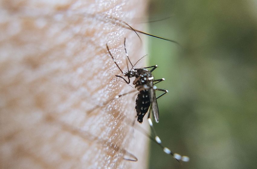 Permanecen dos personas hospitalizadas por dengue: Salud