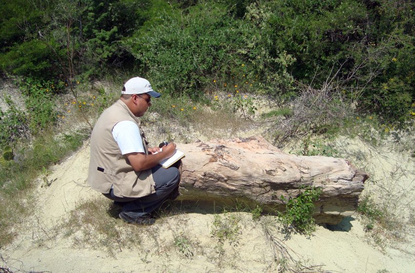 Laboratorio de Paleobiología de la BUAP: estudia el origen, la evolución y extinción de la flora y fauna de México