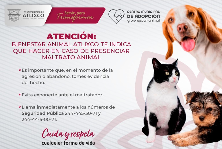 Atención, Bienestar Animal Atlixco te indica qué hacer en caso de presenciar maltrato animal.