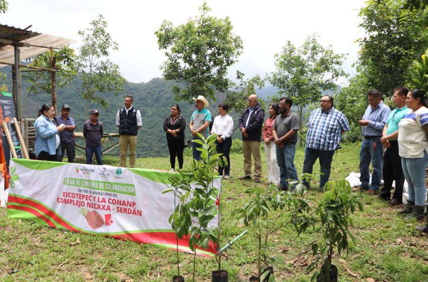 Dispone gobierno estatal 50 mil árboles para la Sierra Norte
