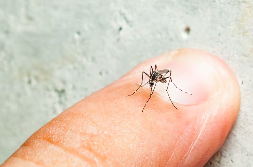 Reporta Salud dos contagios por dengue en últimas 24 horas