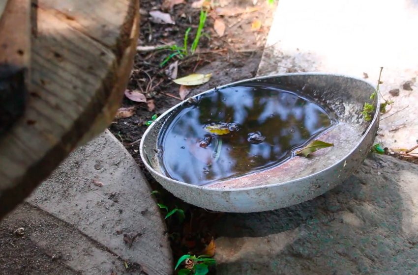 Coxcatlán, entre los municipios con más casos de dengue: Salud