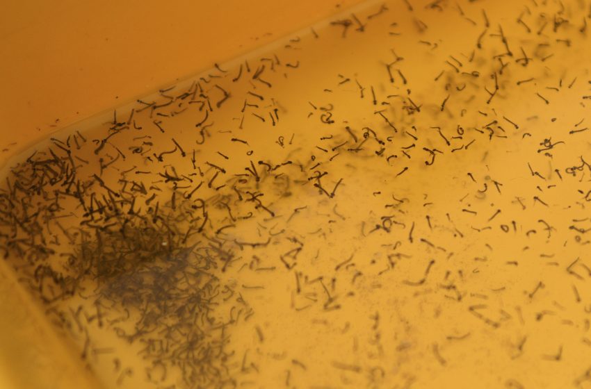 Reporta Salud a cuatro personas hospitalizadas por dengue en las últimas 24 horas