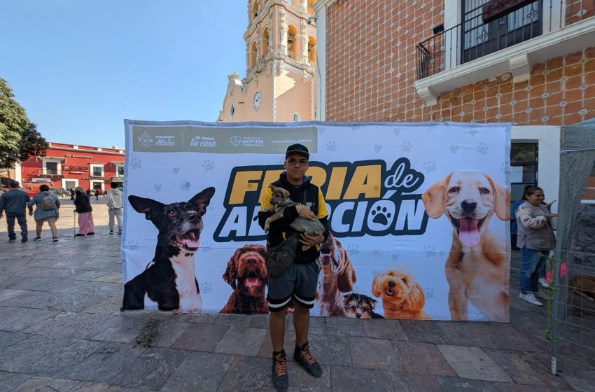 Abre las puertas al amor perruno: asiste a la feria de adopción