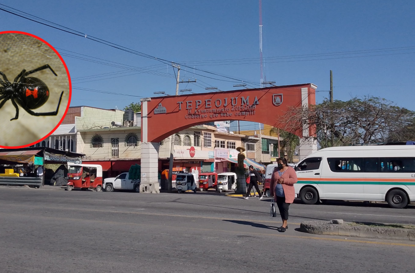 Dos personas en Tepeojuma han sido atendidas por mordedura de viuda negra