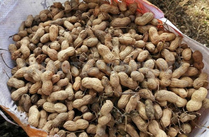 Se busca enriquecer a la mixteca con la producción del cacahuate