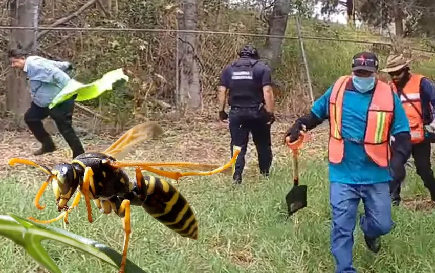 Enjambre de avispas interrumpe jornada de limpieza y deja varios heridos