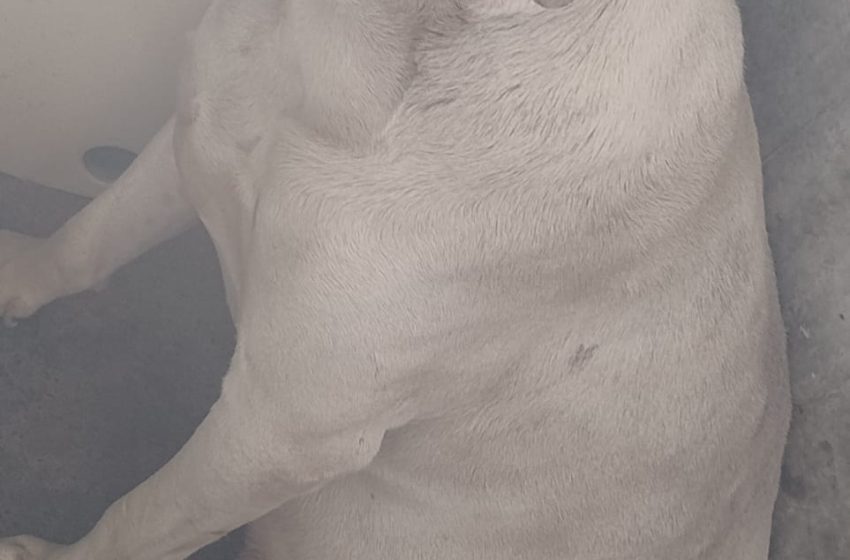 Rocky, el perrito guerrero que necesita del corazón solidario de Izúcar