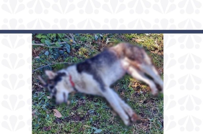 Vinculan a proceso a sujeto por crueldad animal en Zacapoaxtla