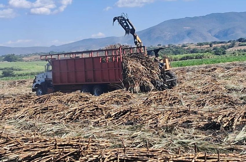 Zafra cañera está cerrando con grandes resultados