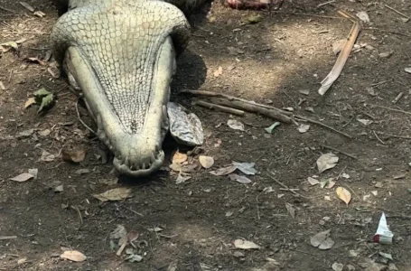 Hallan cuerpo de niña desparecida dentro de un cocodrilo