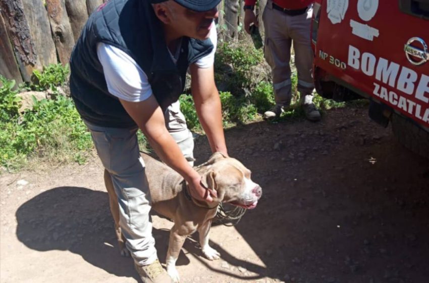 Pitbulls atacan a masculino cerca de Jardin de Niños en Zacatlán