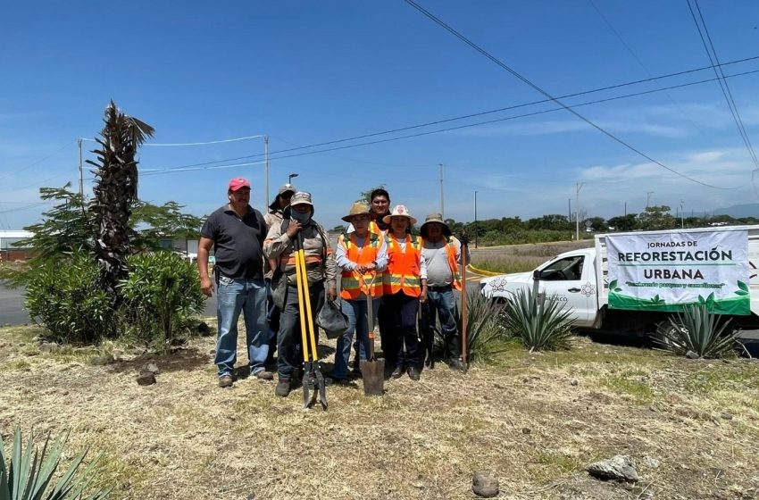 Continúa SOAPAMA con la siembra de árboles en Atlixco