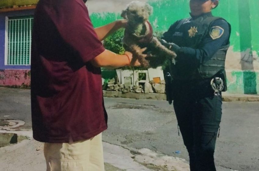 Policías de la CDMX rescatan a dos perritos en alcaldías