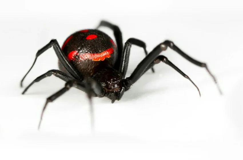 Niña de 8 años falleció por mordedura de una araña en Tepexi