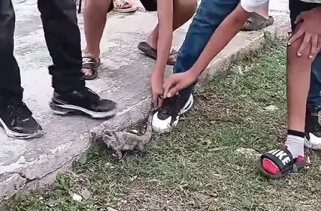 Rompen piñatas con animales vivos como tradición en Campeche