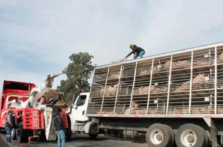 Vuelca unidad cargada con cerdos tras quedarse dormido chofer en Tecamachalco