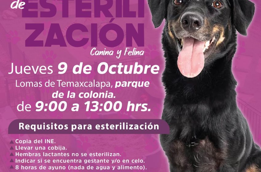 Ariadna Ayala, continúa impulsando las jornadas gratuitas de esterilización y atención médica animal en Atlixco