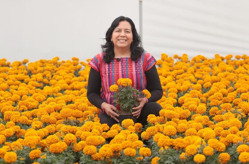 Puebla líder en producción de cempasúchil y terciopelo; concentra el 72% nacional