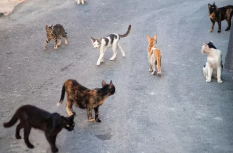 Alertan por rituales con animales durante Día de Muertos en Puebla