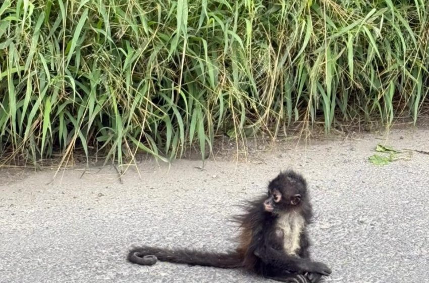 Reportan deambular a un mono araña por calles de Tecamachalco