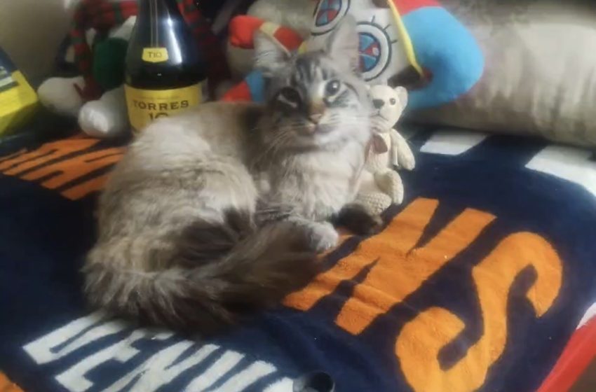 El gatito cobrador de los camiones morados regresó con su dueño