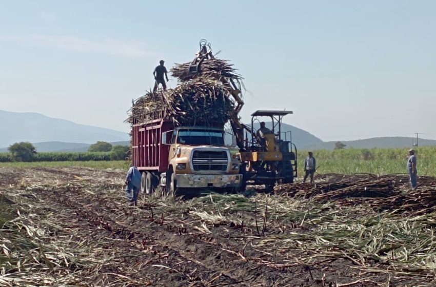 Arranca la zafra 2025 – 2026 en ingenio de Atencingo; más de 17 mil hectáreas listas