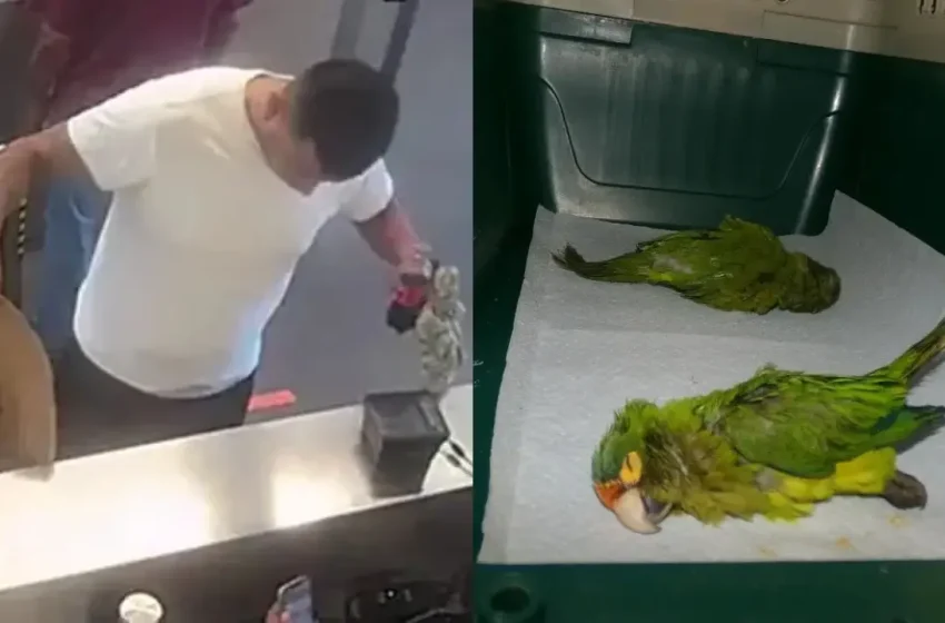 Detienen a sujeto en la Garita de Otay tras intentar cruzar aves en sus pantalones