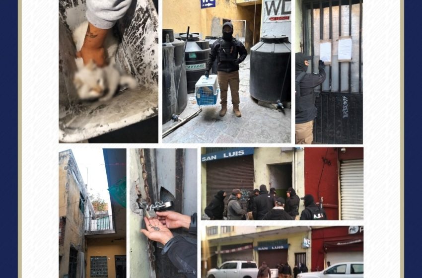 Localizan gatito tras cateo en vivienda del Centro Histórico de Puebla