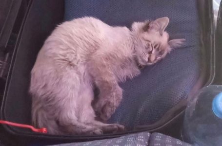 Pasajeros sustraen al famoso gatito cobrador de la Ruta Los Morados