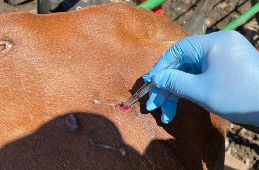Se activa protocolo sanitario por caso de gusano barrenador en Tlapanalá