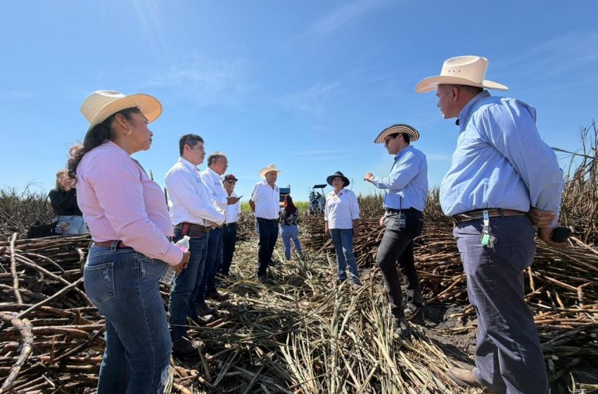Se benefician 18 municipios   con la zafra 2025 – 2026