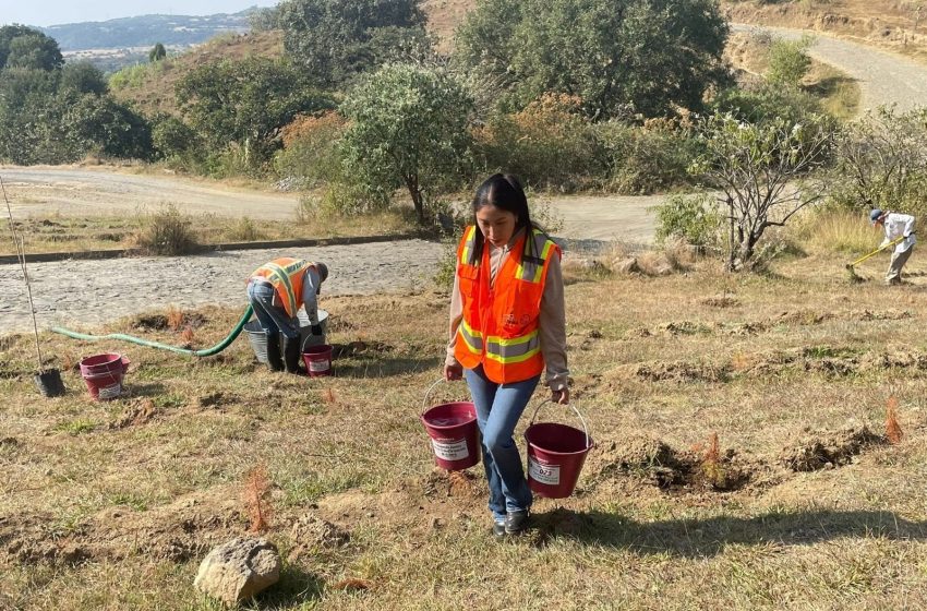 Continúa SOAPAMA  con su programa de       reforestación