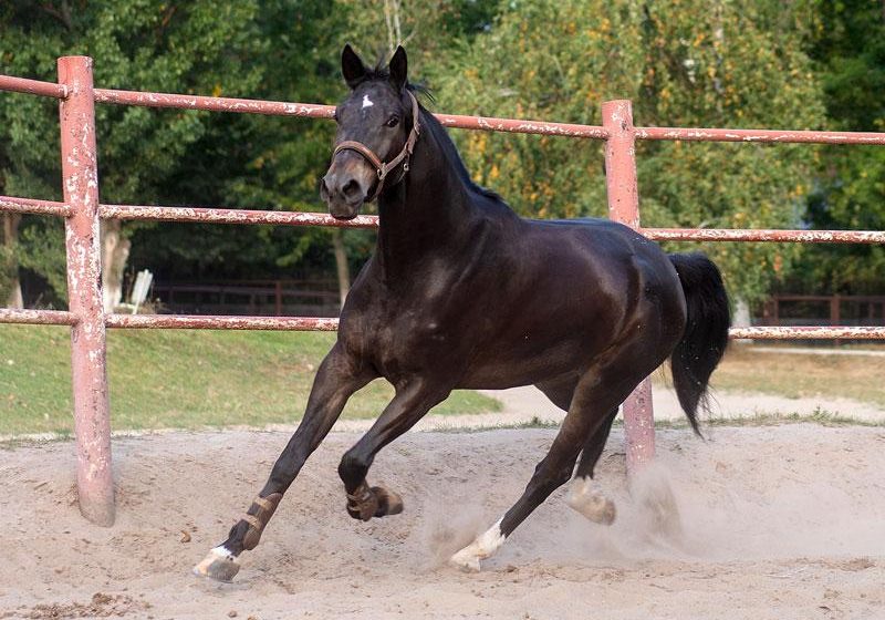 Caída de caballo le costó la vida a masculino en Izúcar