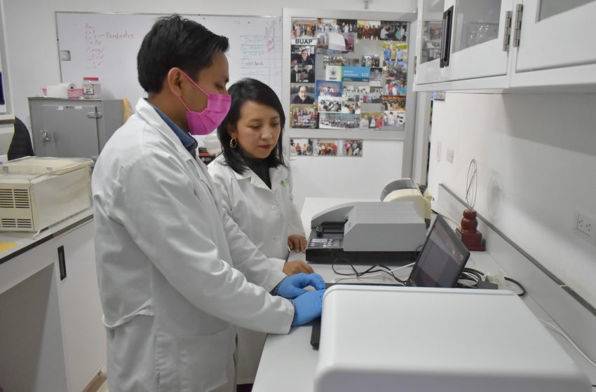 Estudian en la BUAP cannabinoides para tratar la epilepsia