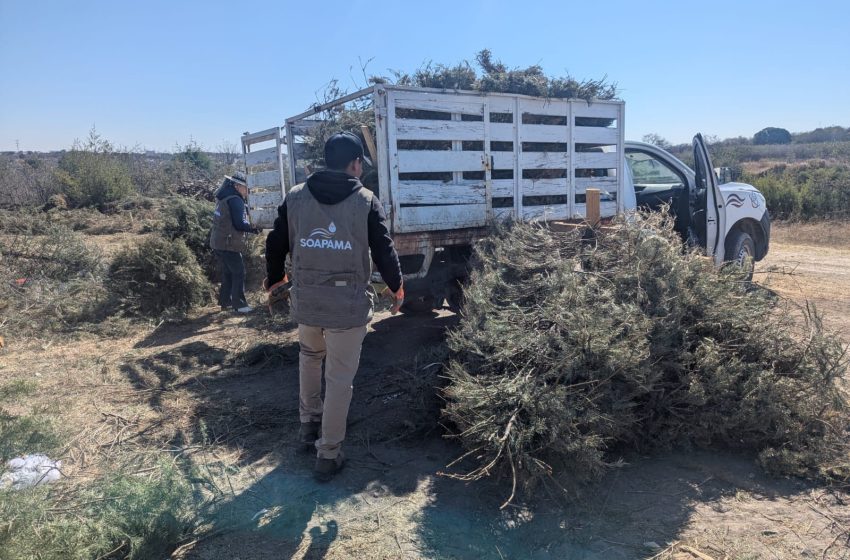 Impulsa el SOAPAMA  el reciclaje de árboles          de navidad