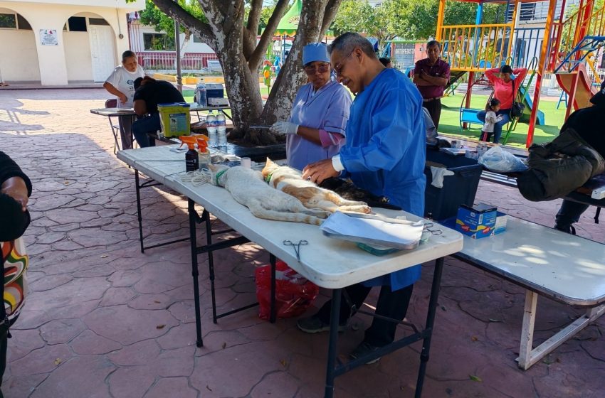 Procuran el bienestar   animal en Tulcingo