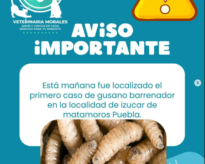Confirman primer caso de gusano barrenador en Izúcar de Matamoros