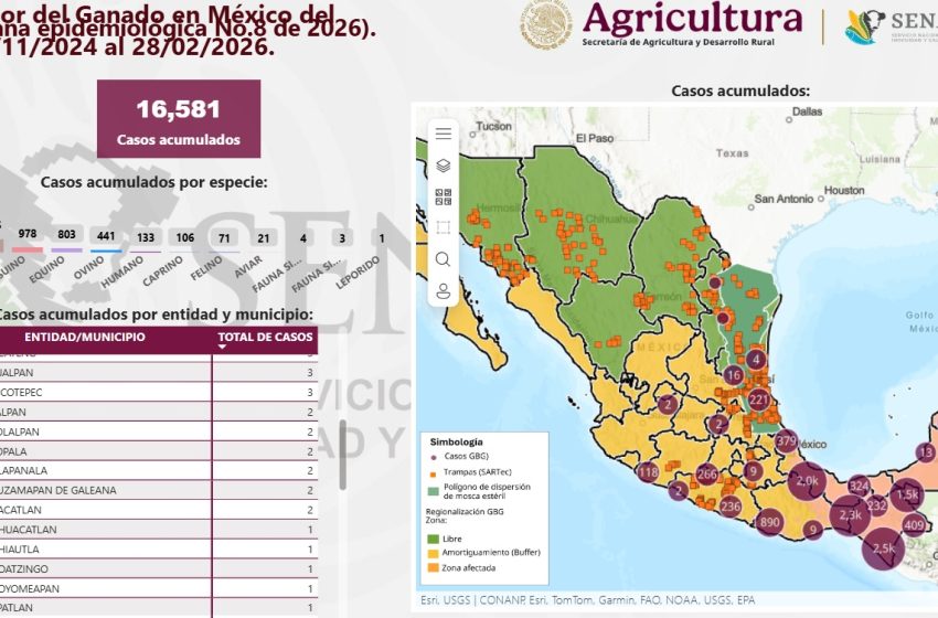 La mixteca sigue registrando casos de   gusano barrenador