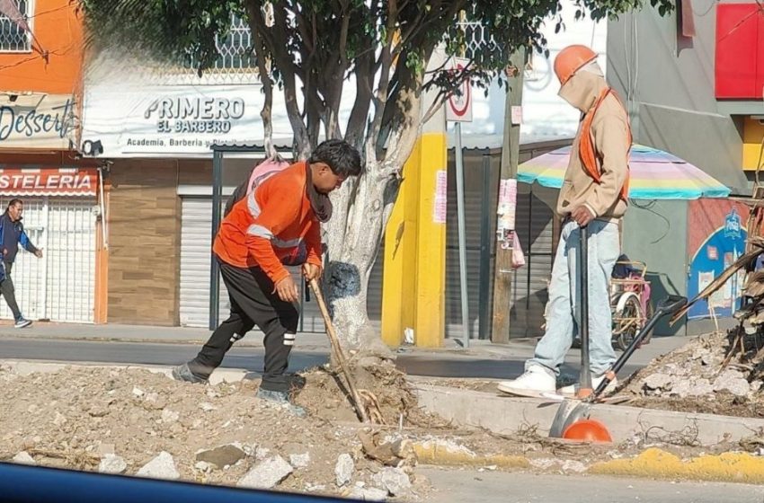 Exhiben a sujetos talando árboles ilegalmente en Calzada Ignacio Zaragoza