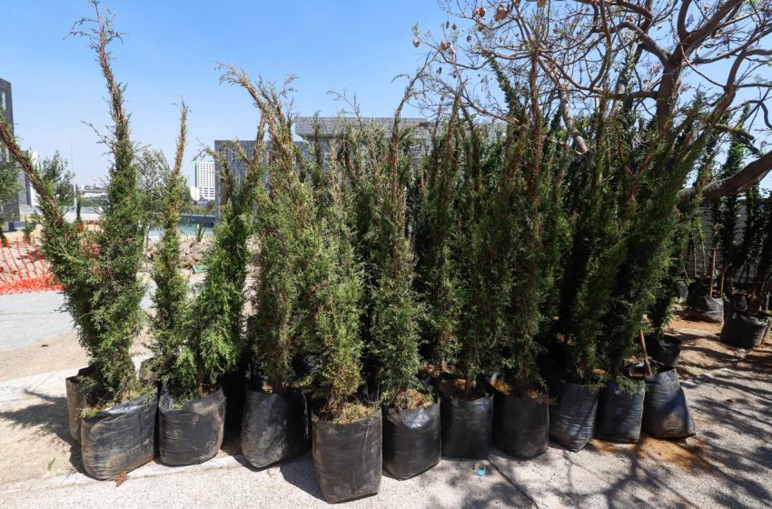 Árboles del bosque urbano generarán agua, oxígeno y albergarán vida