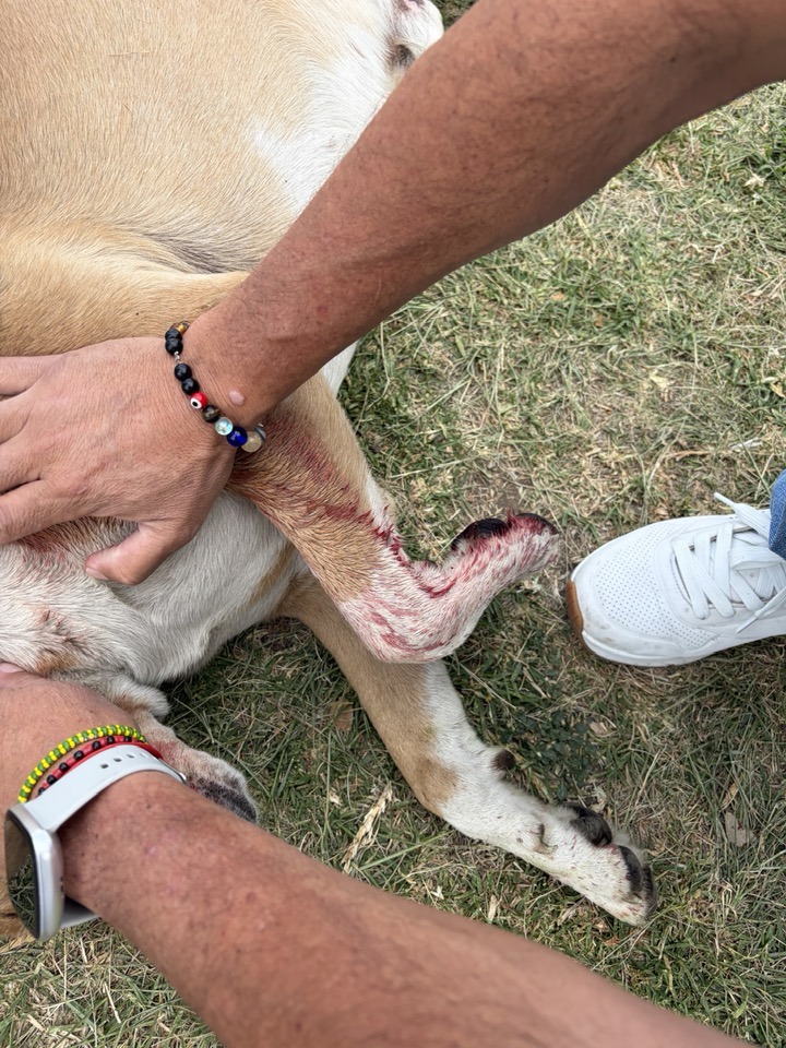 Indignación en Atlixco: balean a perro comunitario “El Licenciado” y vecinos exigen justicia